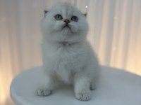 Scottish fold yavrular