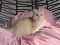 SECERELİ SAF KAN GOLDEN KEDİLER