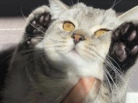 ÖĞRENCİ OLDUĞUM İÇİN KEDİMİ SAHİPLENDİRİYORUM