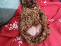 Toy poodle yavru dişi