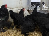 BLACK BRAHMA KULUÇKALIK YUMURTA & CİVCİV