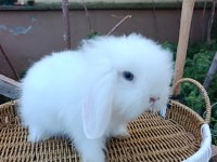 Hollanda Teddy Lop Tavşanı Yavrular