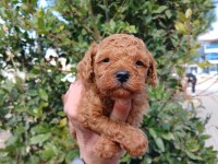 Kilo ve boy garantili poodle