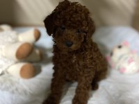 Erkek dişi toy poodle yavrular