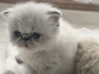 SAFKAN İRAN KEDİSİ YAVRULARI