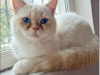 Nadir Renginden Red Point Kedimiz