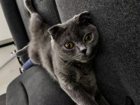 Scottish fold 3 yaşında dişi
