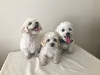 Maltese kardesler