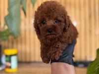 Toy Poodle İki Aylık