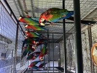 Macaw papağanları