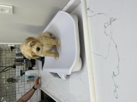 Maltipoo köpeğimize yuva arıyoruz