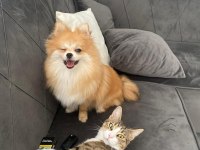 Pomeranian Toy Poodle Takas