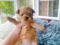 Petmode köpek çiftliğinden show kalite morkie yavrular