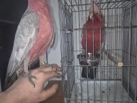Rose Galah Kakadu