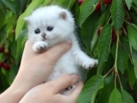 British shorthair dişi kedimiz