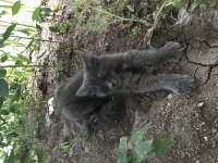 3 AYLIK YAVRU KEDİYE KALICI YUVA ARAYIŞIMIZ VARDIR
