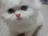 iran kedileri 2 adet dişi