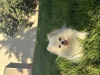 Kusursuz Güzellikte Yetişkin Dişi Pomeranian Boo
