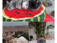 Cüce ve Lop Irkı Tavşan