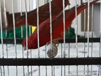 Bir Takım Üst Vasıf Bakiri Kanarya