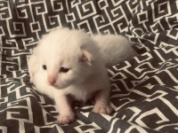 British shorthair bebeklerimiz sahiplendirilcektir