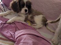 Ev ortamından safkan yavru köpekler