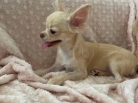 gülen surat chihuahua (şivava) kızımız