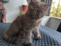 2 aylık british longhair bebeklerimiz