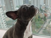 Yavrumuz güzel sağlıklı french bulldog