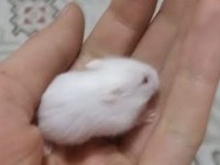 Çok tatlı iki adet hamster