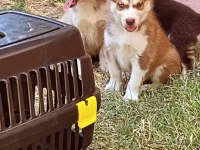 A kalite husky Sibirya kurdu yavrularım