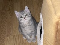 Henüz 4 aylık chinchilla 2 ay önce aldım