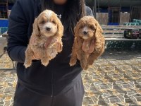 Maltipoo yavrularımız