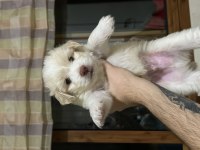 1 aylık maltipoo yavrular