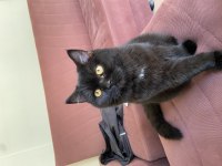 Dişi British Shorthair