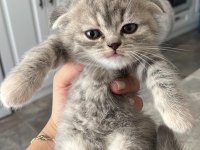 Son kalan yavru scottish fold