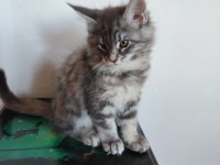 Dernek kayıtlı full şecereli aşıları tamam safkan maine coon