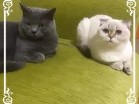 Silver tabby british shorthair