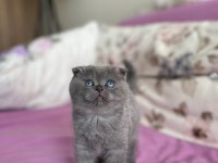 2 Aylık dişi scottish fold kedisi