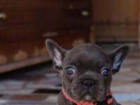 A KALİTE BLUE DİŞİ FRENCH BULLDOG YAVRUM