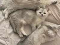 scottish fold british straight