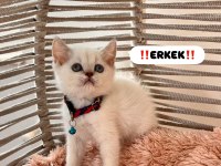 Safkan Blue Point ve Silver Point yavrularımız mevcuttur
