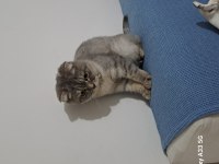 7 aylık dişi uysal scottish fold