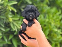 Pamuk şeker tatlılığında siyah maltipoo yavrumuz