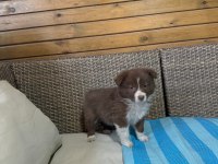 Border collie köpeği