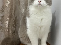 British Shorthair Lilac bicolor