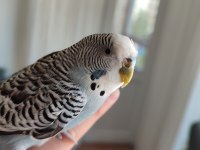 1 yaşında Erkek tatlı muhabbet kuşu