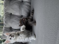 Uyguna Dev maine coon