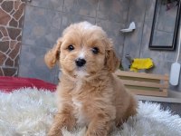 MALTİPOO YAVRULARIM HARİKA RENK ANATOMİ VE BOY