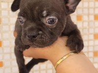 Teslime hazır french bulldog yavruları